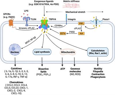 Diverse Roles of TRPV4 in Macrophages: A Need for Unbiased Profiling